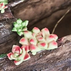 Hofstein Samana Solarleuchte LED Gelb, Grün, Braun, Rosa, 20-flammig 17 Hofstein Samana Solarleuchte LED Gelb, Grün, Braun, Rosa, 20-flammig -Günstiges Solarleuchten Geschäft samana solarleuchte h3426845 2